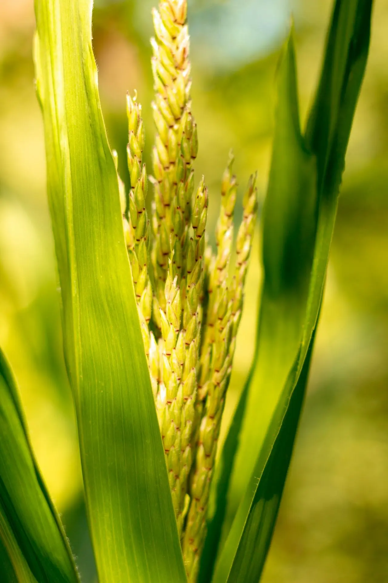 yellow wheat in close up photography